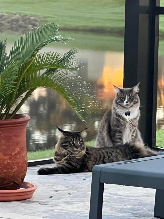 Maine Coon Kittens Sarasota photo 5