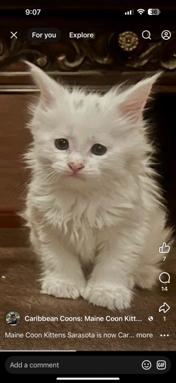 Maine Coon Kittens Sarasota photo 9