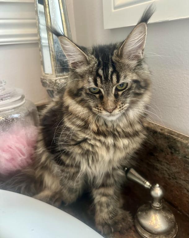 Maine Coon Kittens Sarasota photo 3