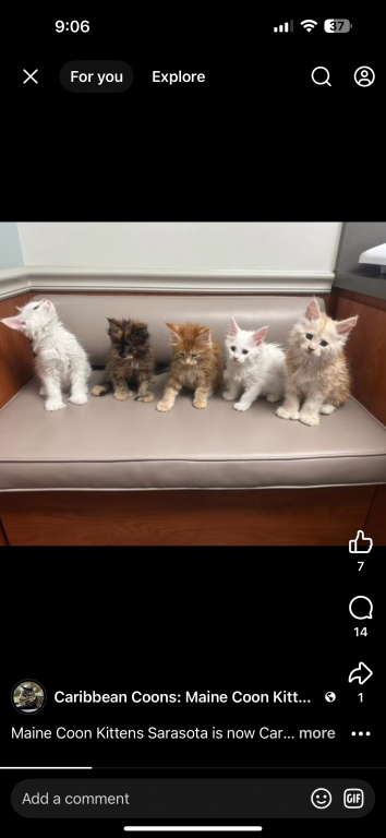 Maine Coon Kittens Sarasota photo 7