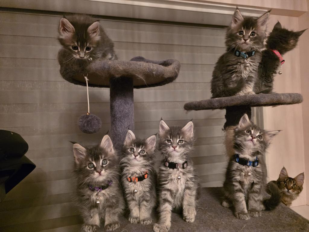 Maine Coon Kittens
