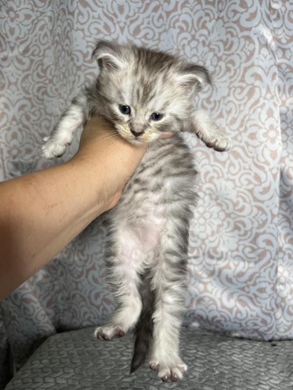 Beautiful Silver Striped Female