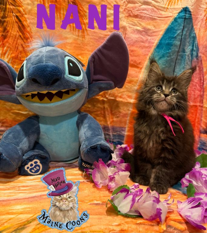 The Lilo And Stitch Litter photo 2