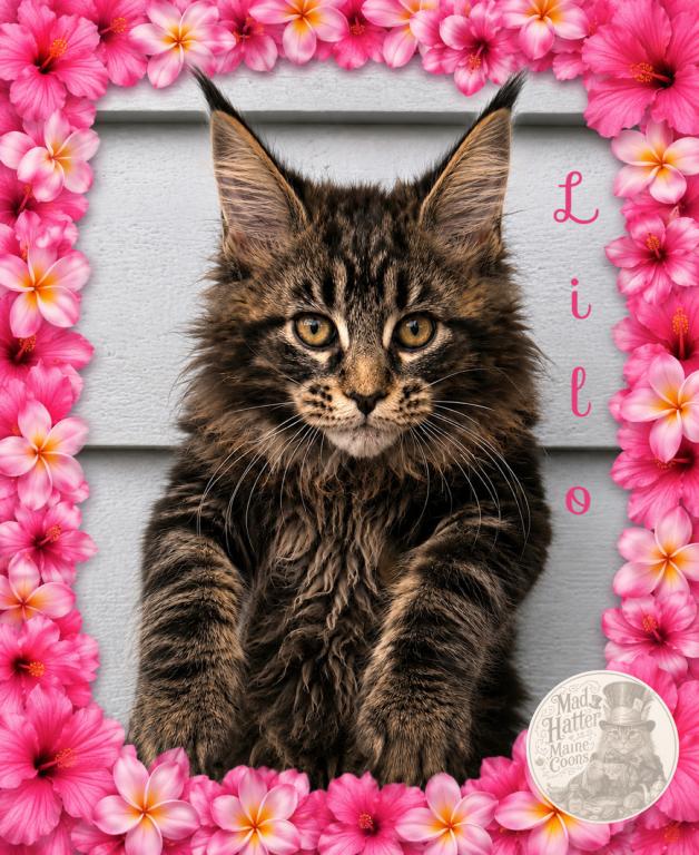 The Lilo And Stitch Litter photo 5