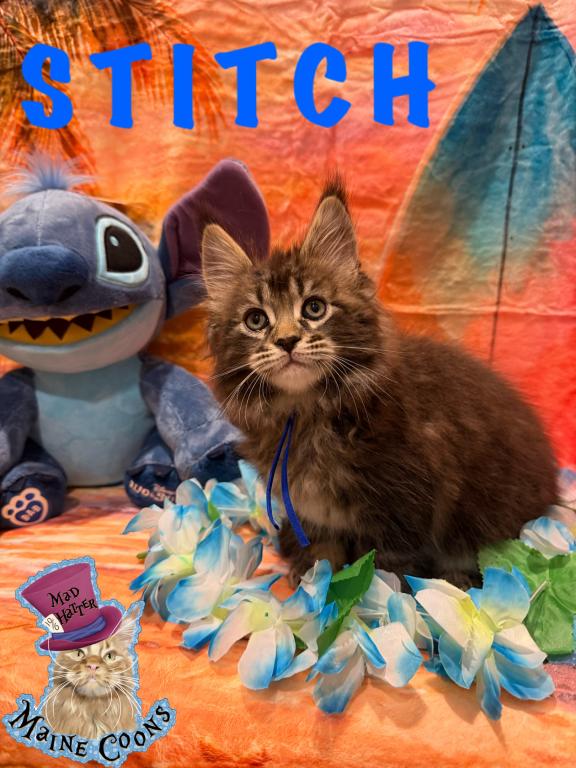 The Lilo And Stitch Litter photo 6