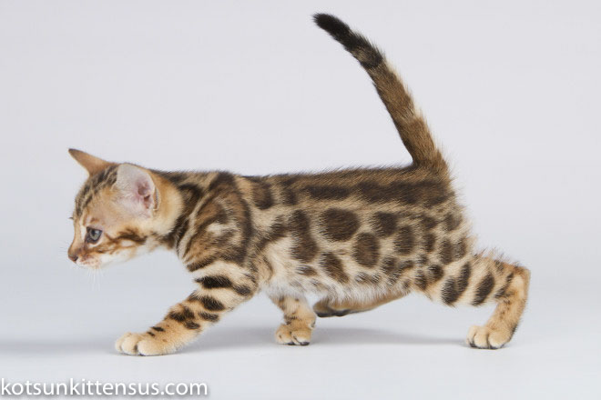 Lap Leopard Dzefirа Bengal Baby Girl Brown Tabby photo 8