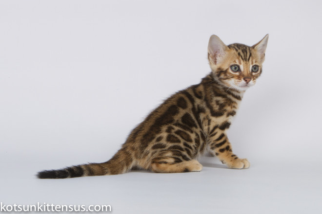Lap Leopard Dzefirа Bengal Baby Girl Brown Tabby photo 6