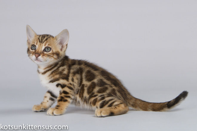 Lap Leopard Dzefirа Bengal Baby Girl Brown Tabby photo 5