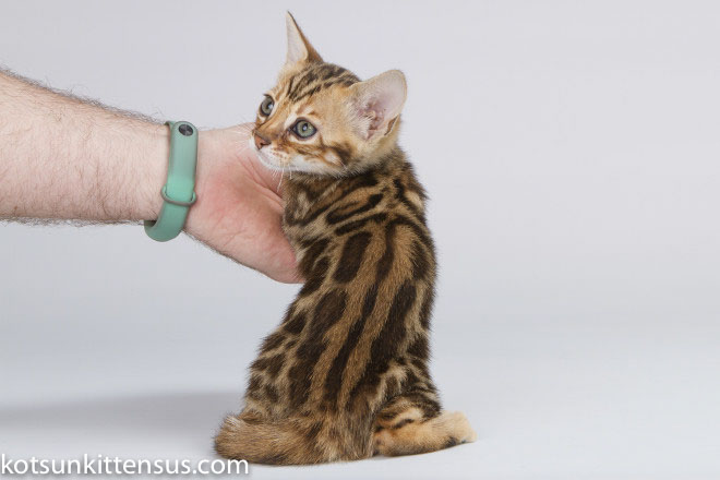 Lap Leopard Dzefirа Bengal Baby Girl Brown Tabby photo 4