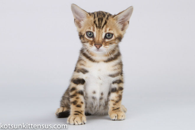 Lap Leopard Dzefirа Bengal Baby Girl Brown Tabby photo 9