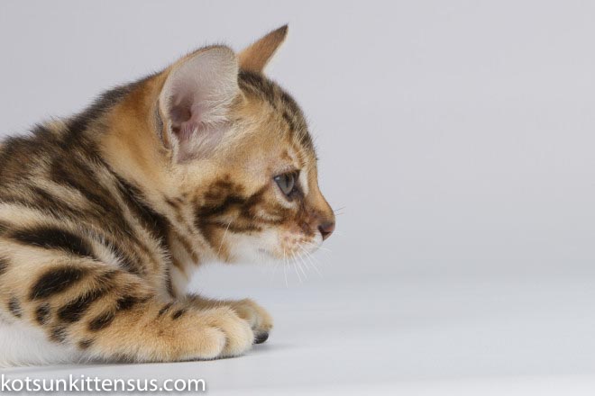 Lap Leopard Dzefirа Bengal Baby Girl Brown Tabby photo 2