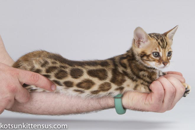 Lap Leopard Dzefirа Bengal Baby Girl Brown Tabby photo 10