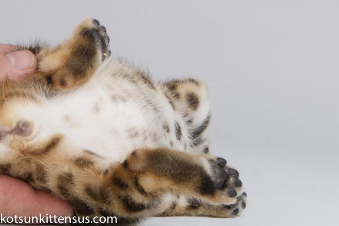 Lap Leopard Dzefirа Bengal Baby Girl Brown Tabby photo 3