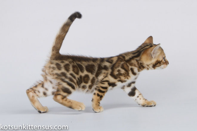 Lap Leopard Dzefirа Bengal Baby Girl Brown Tabby photo 7