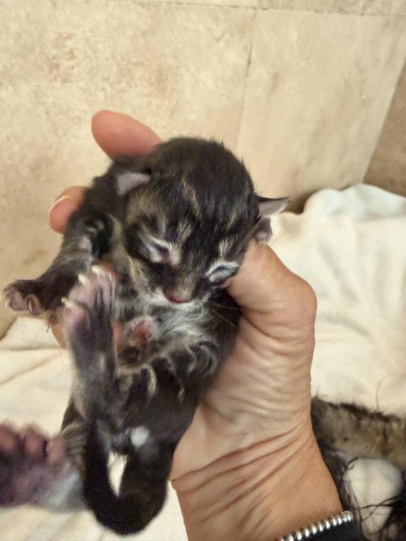 Caribbean Coons Kittens photo 5