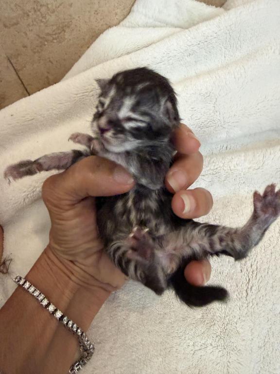 Caribbean Coons Kittens photo 3