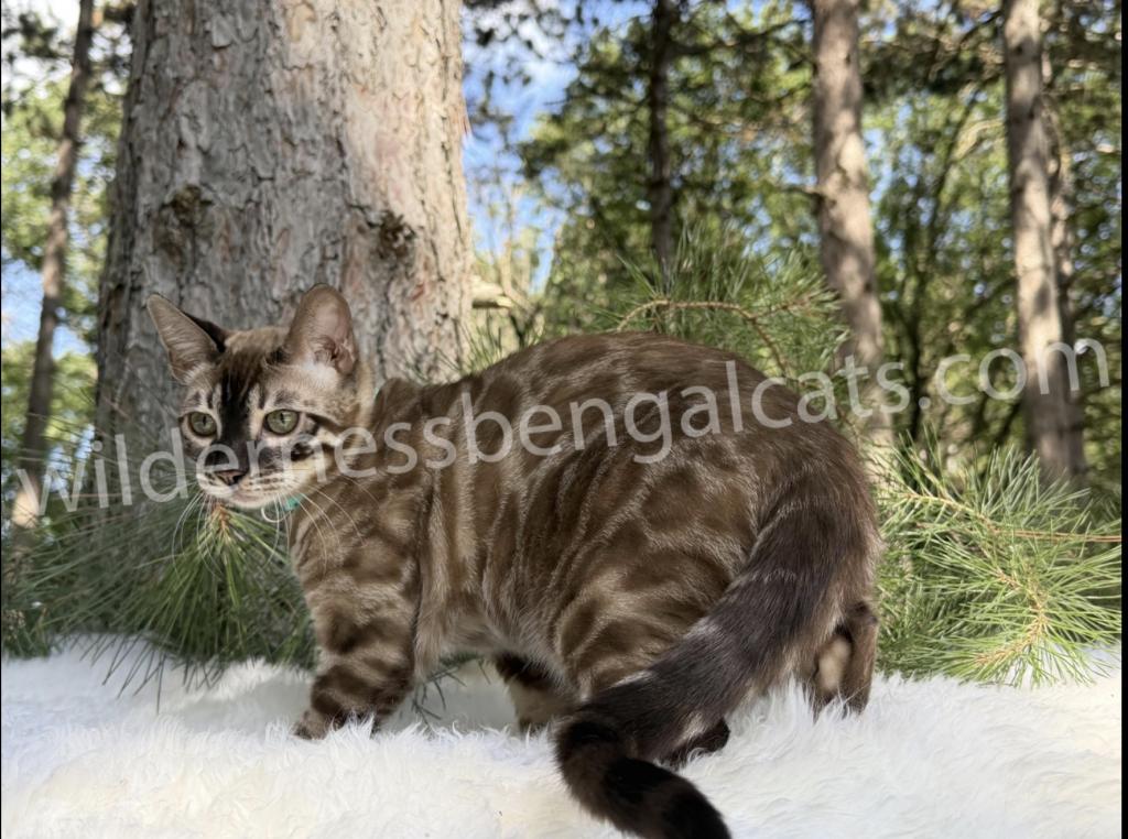 Jasper photo 3