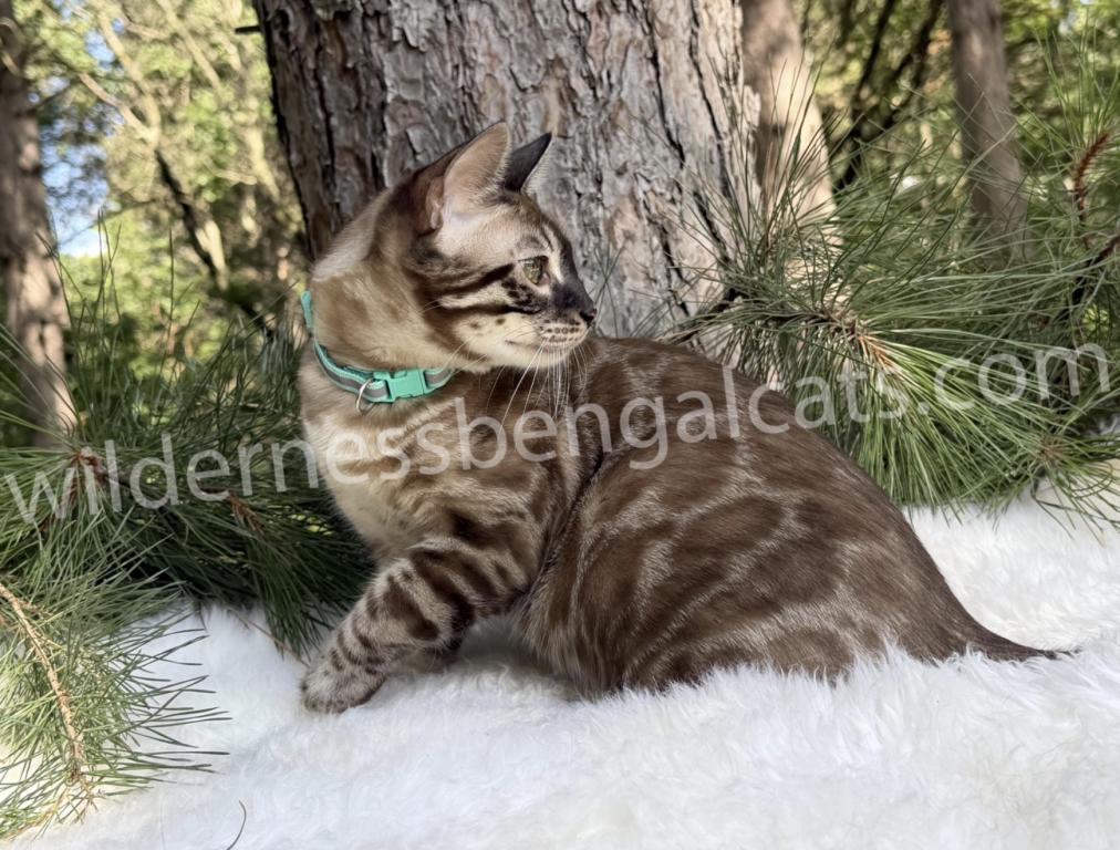 Jasper photo 7