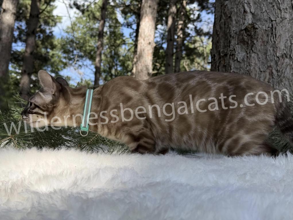 Jasper photo 2