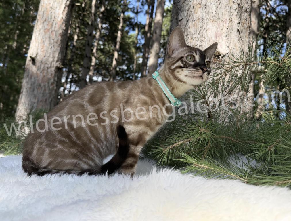 Jasper photo 4
