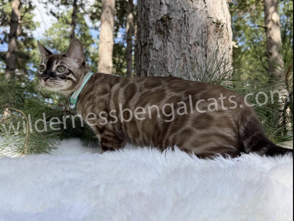 Jasper
