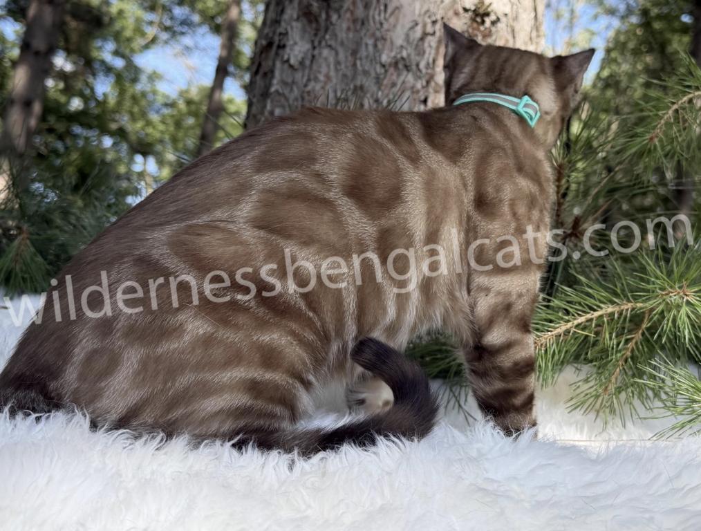 Jasper photo 6