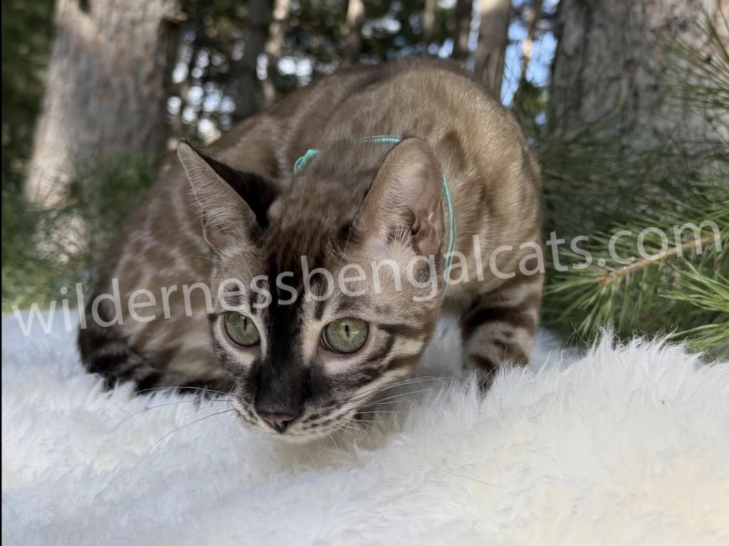 Jasper photo 5