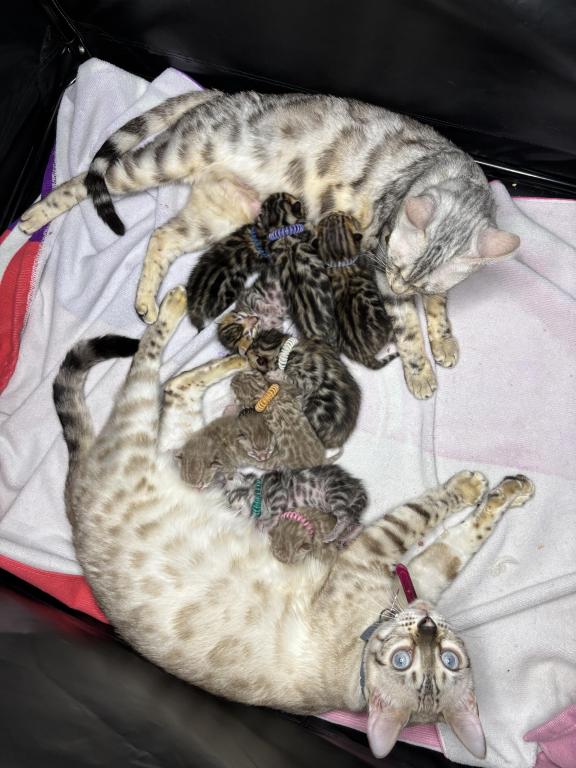 Storm And Chip Litter