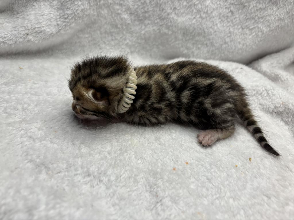 Storm And Chip Litter photo 5