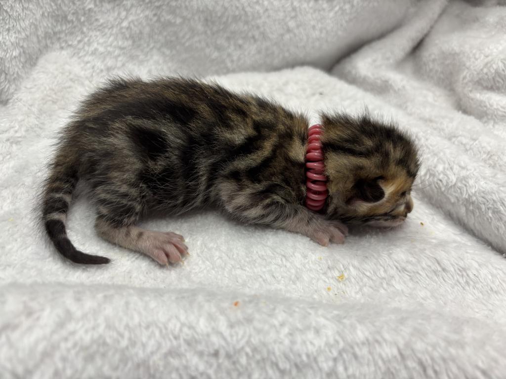 Storm And Chip Litter photo 2