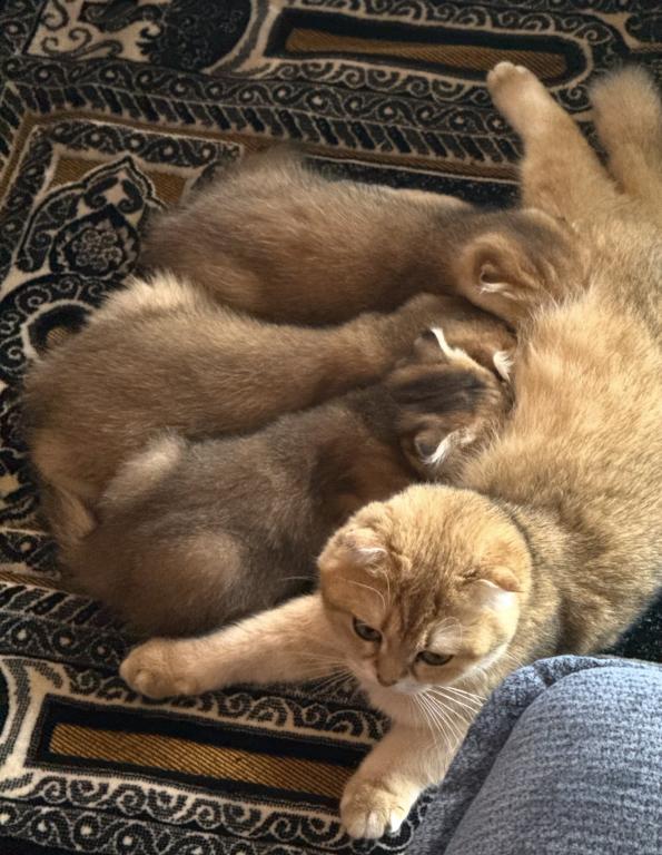 Purebred Scottish Fold Male Kittens