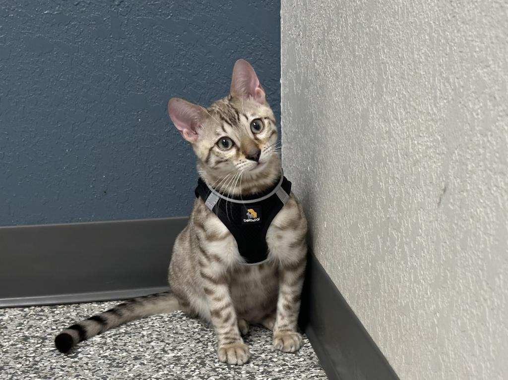 Drew Black Collar photo 23
