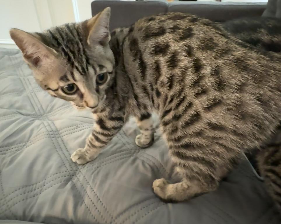 Artemis photo 13