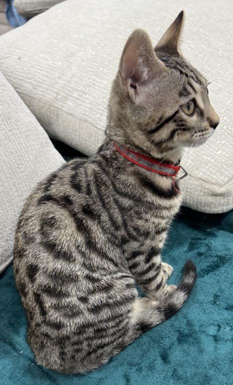 Artemis photo 3