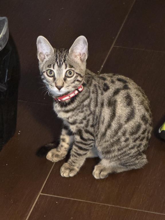 Artemis photo 2
