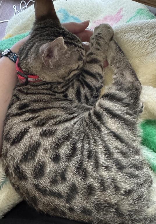 Artemis photo 5