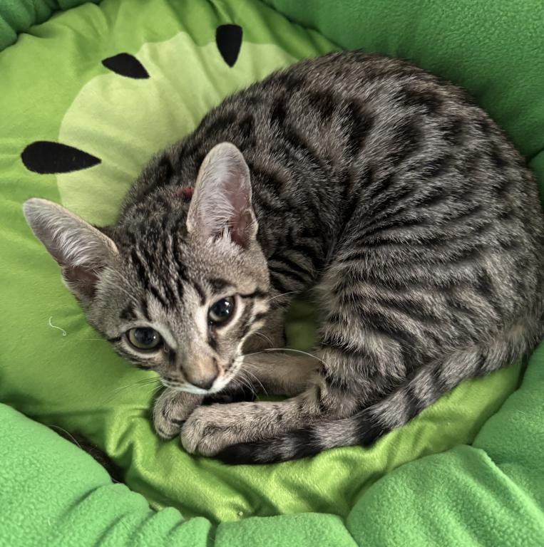 Artemis photo 14