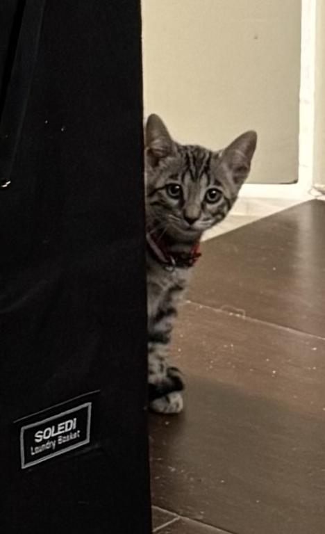 Artemis photo 17