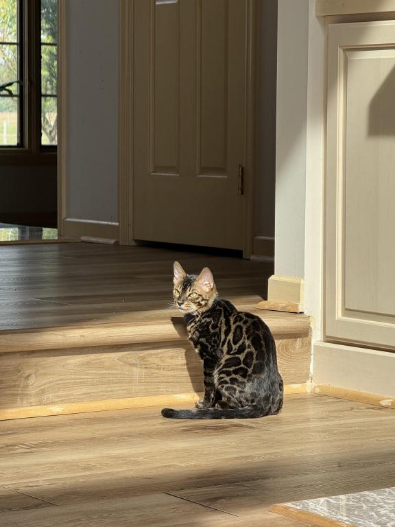 Male Bengal