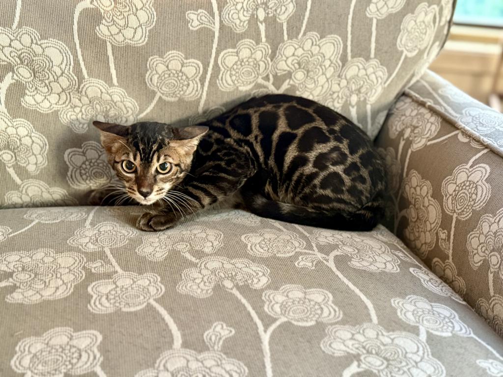 Male Bengal photo 2