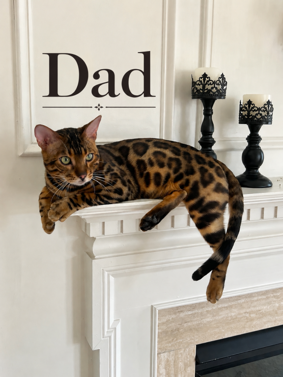 Males From Fashion Kitties photo 7