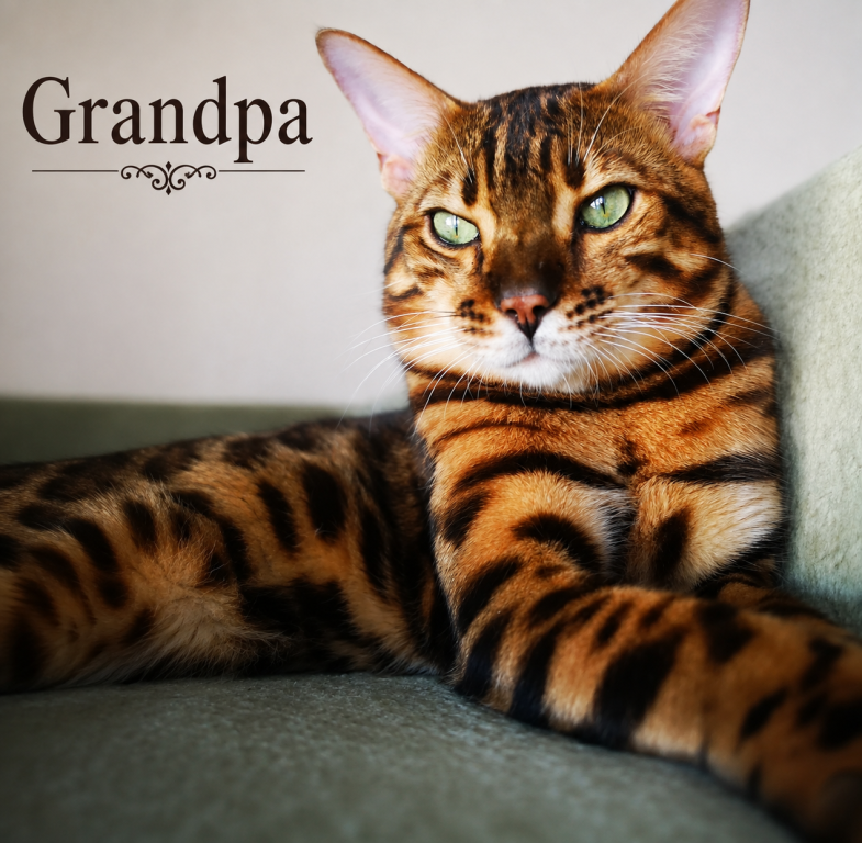 Males From Fashion Kitties photo 3
