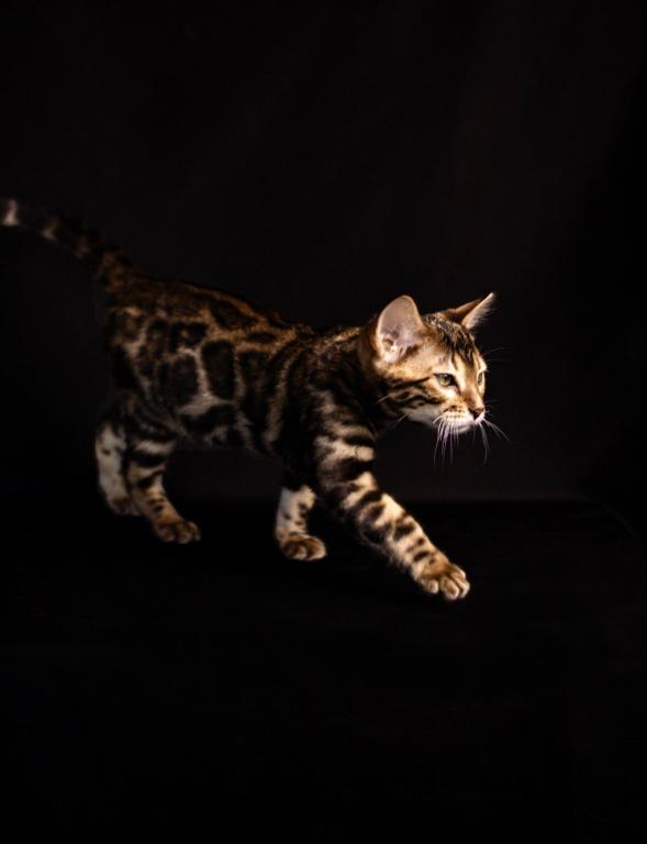 Males From Fashion Kitties photo 8
