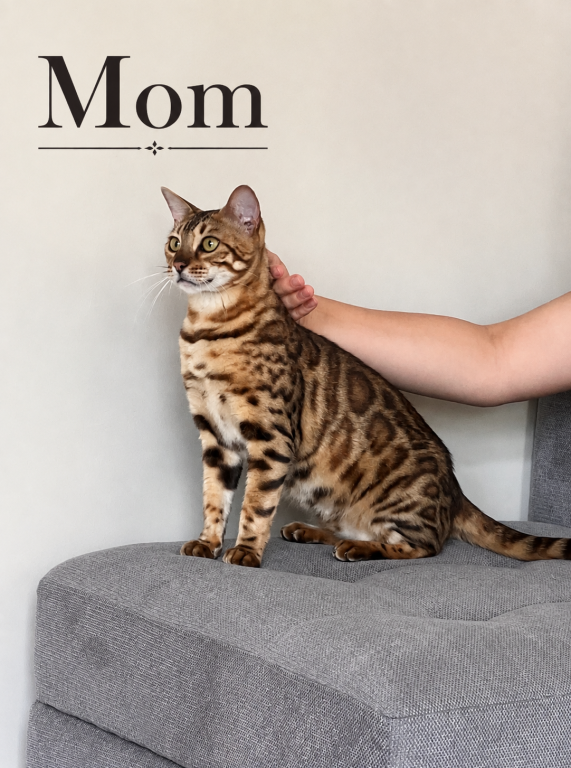 Males From Fashion Kitties photo 4