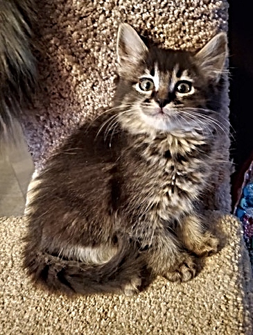 Precious