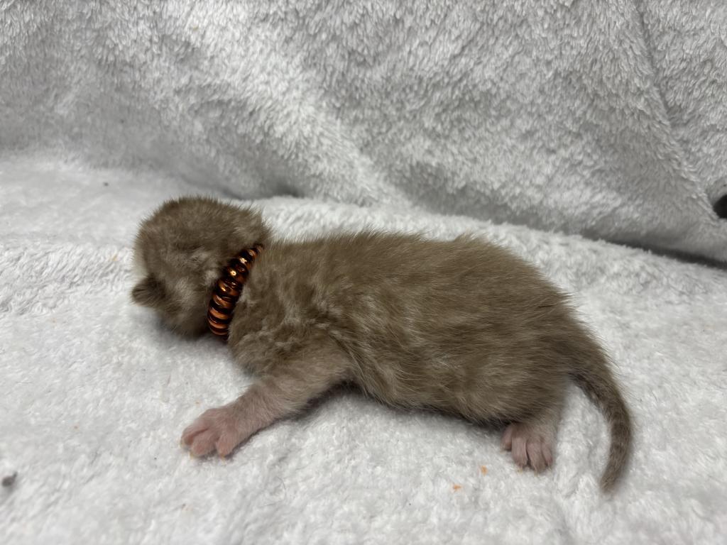 Gold Collar photo 5