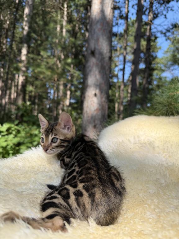 Willow photo 5