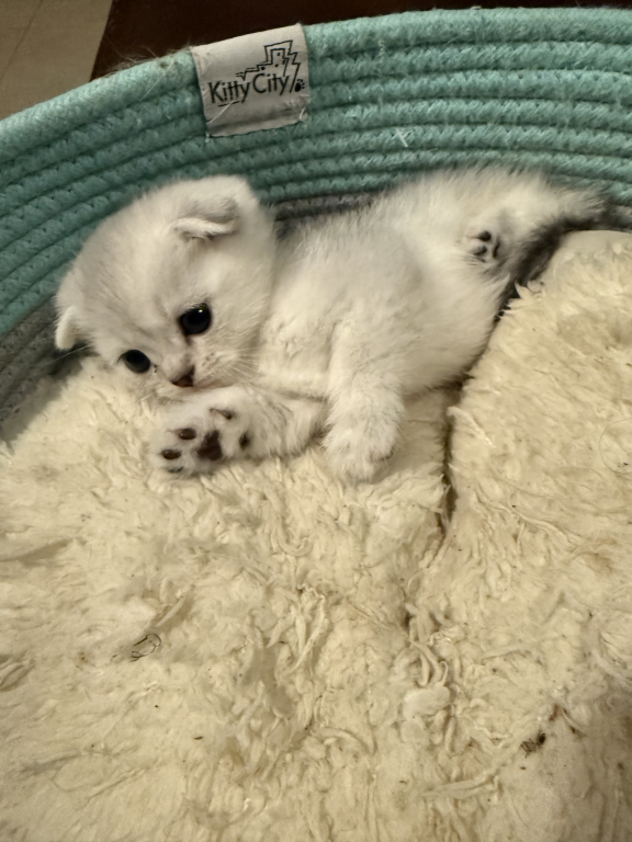 Peaches photo 2