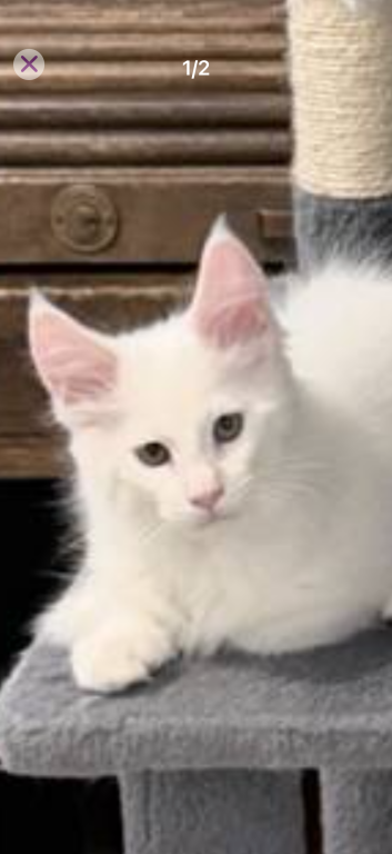 Pinky