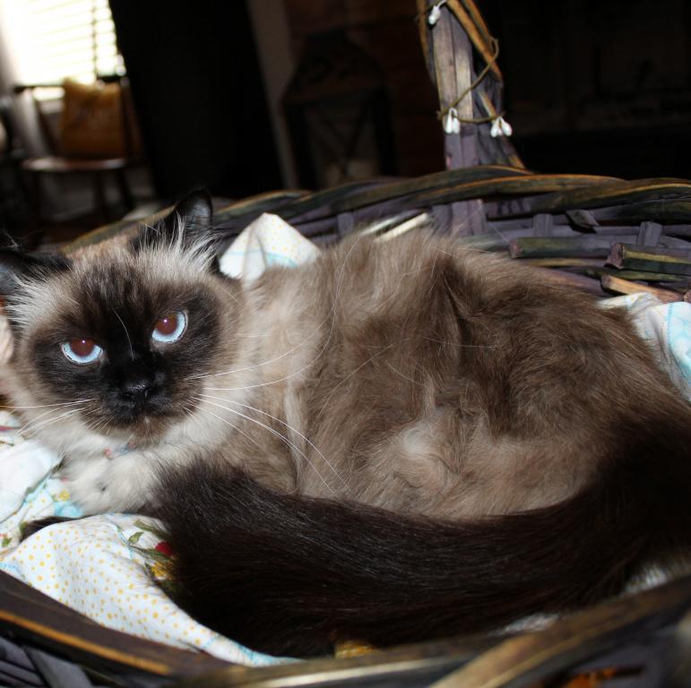 Queenie photo 3